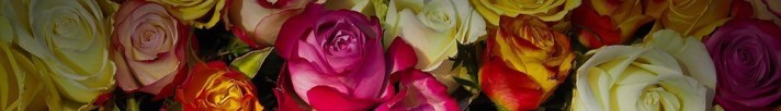 roses-1229148_960_720