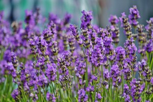 lavender-1477580_960_720