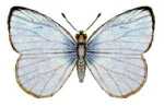 Nesolycaena_albosericea_(ento-csiro-au)